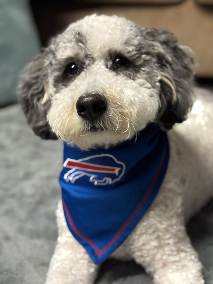 ToolSched's tweet image. This little guy is so ready for the game tonight. Go Bills! #BillsMafia