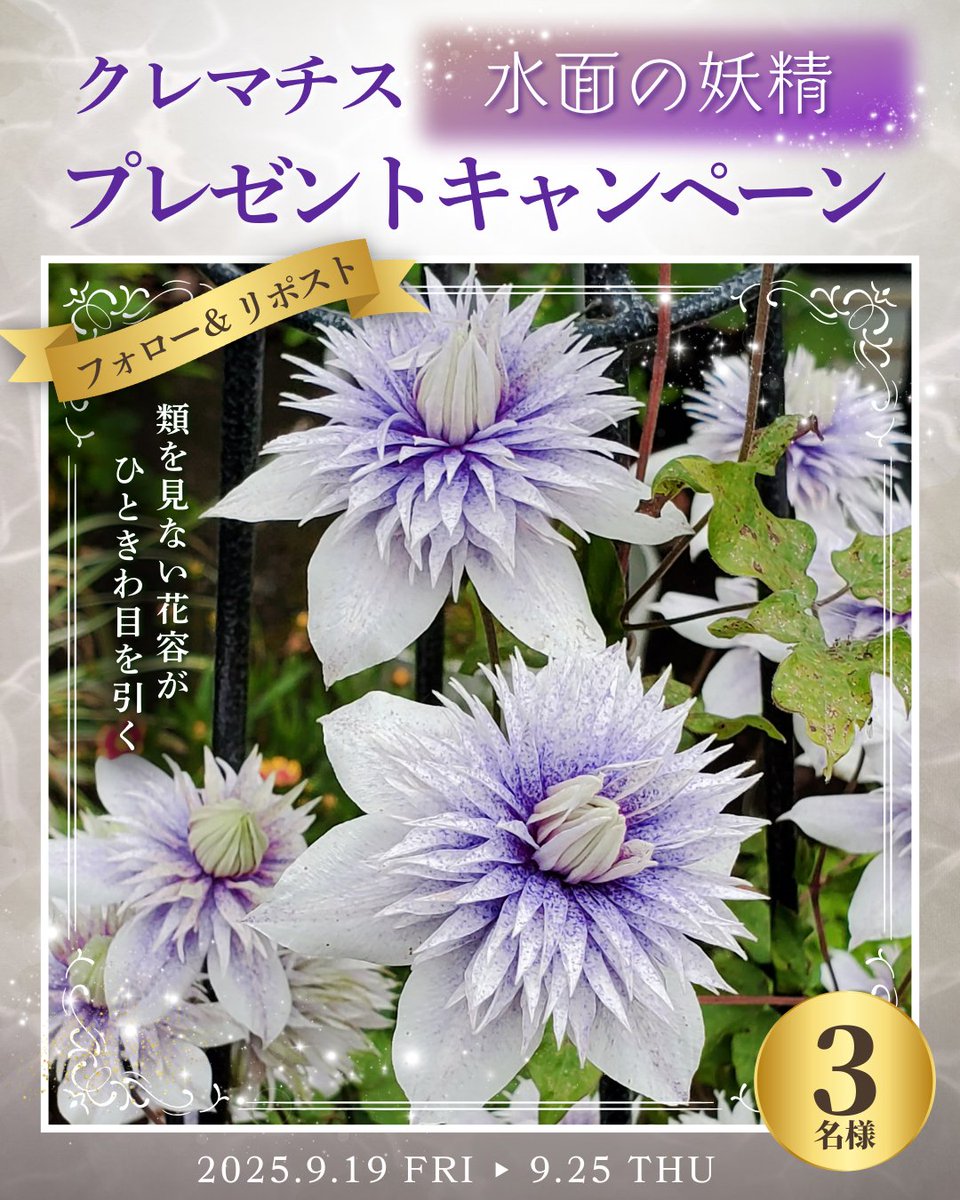 ／
📣フォロー＆RTであたる🎁
＼

類を見ない花容がひときわ目を引く✨
「クレマチス・水面の妖精」を
今回は3️⃣名様へ #プレゼント🧚‍♀️🎁

ひとつの花で様々な表情に変化💜
長期間ぜひ楽しみください☺️💕

■応募方法
① 
<a href="/shoptakii/">タネのタキイ通販🍅（公式）</a>
 をフォロー
② 当投稿をRT

〆切 9月25日(木)⏰
#懸賞 #キャンペーン
