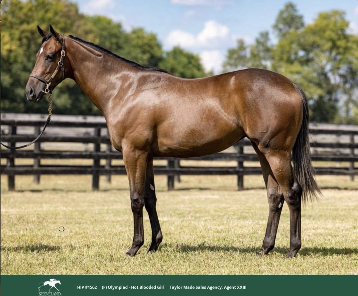 ⁦<a href="/keenelandsales/">Keeneland Sales</a>⁩ September sale. 4,000+ horses and one of the toughest markets I’ve ever seen, but very thankful to walk away with some really nice individuals. Hoping to add to it tomorrow. 👀 ⁦<a href="/PineBranchFarm/">Pine Branch Farm</a>⁩
