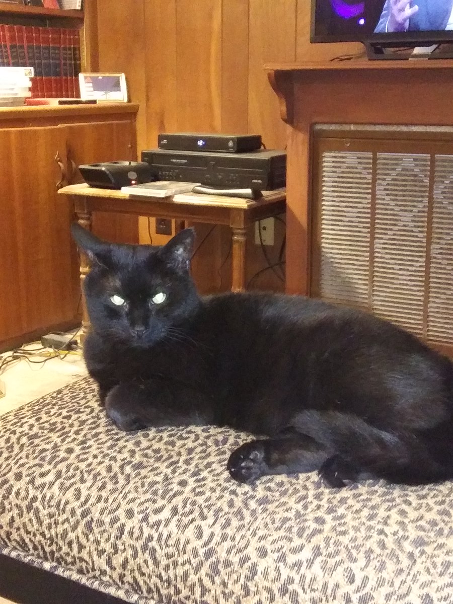 DaleSRogers's tweet image. I think our black kitty is sending me messages in #Morsecode. Lately he&apos;ll sit on the floor in front of me &amp;amp; close his eyes for a second, then do it two more times (after which I get up to feed him). #cats #kitties #blackcats