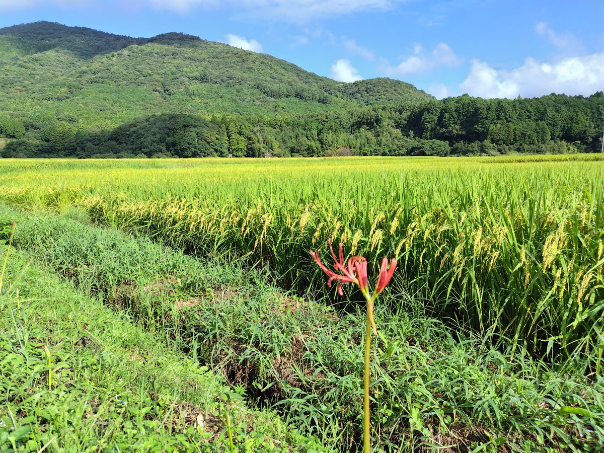#彼岸花　咲き始めました!
#田染荘　#荘園　#荘園米　#重要文化的景観　#世界農業遺産　#豊後高田市　#国東半島　#大分県