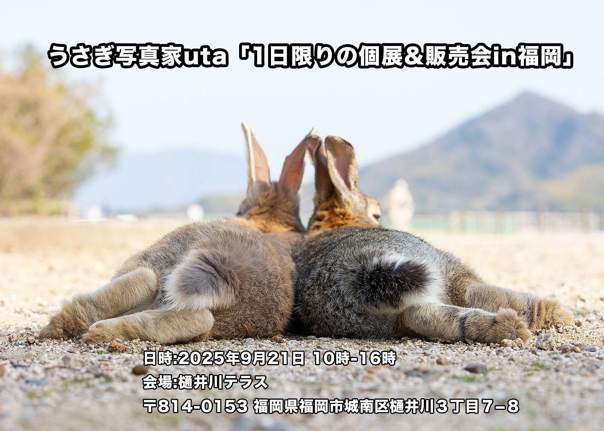 うさぎ写真家 uta on X: 