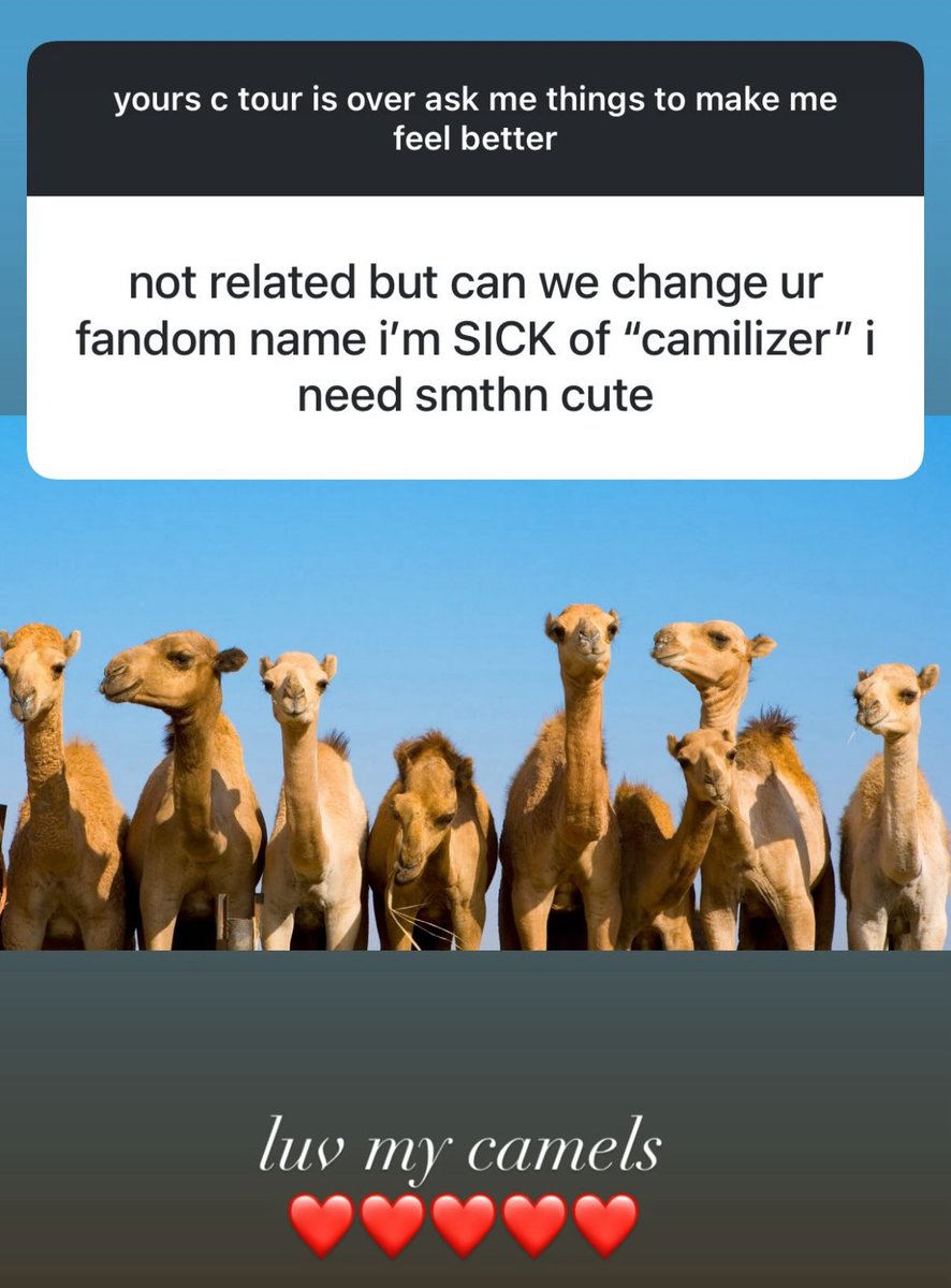 bpcabello's tweet photo. Camels no thank you https://t.co/sczNXED0Wj