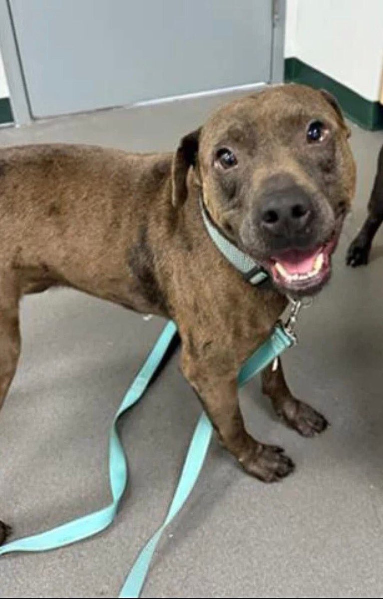 SamfromSpain's tweet image. ⏰’s running out‼️
Why do we have 2 be faced every day w/🐕s dumped @ KILL SHELTERS like Corpus Christi AC⁉️
Now it’s 4yo TEDDY #A363727!
Great 🐕
Why shud he be put down⁉️
So tired of this abuse!
PLEDGE 4 #RESCUE
#FOSTER
#ADOPT
Help 🛑 the useless killing!
He deserves a chance!