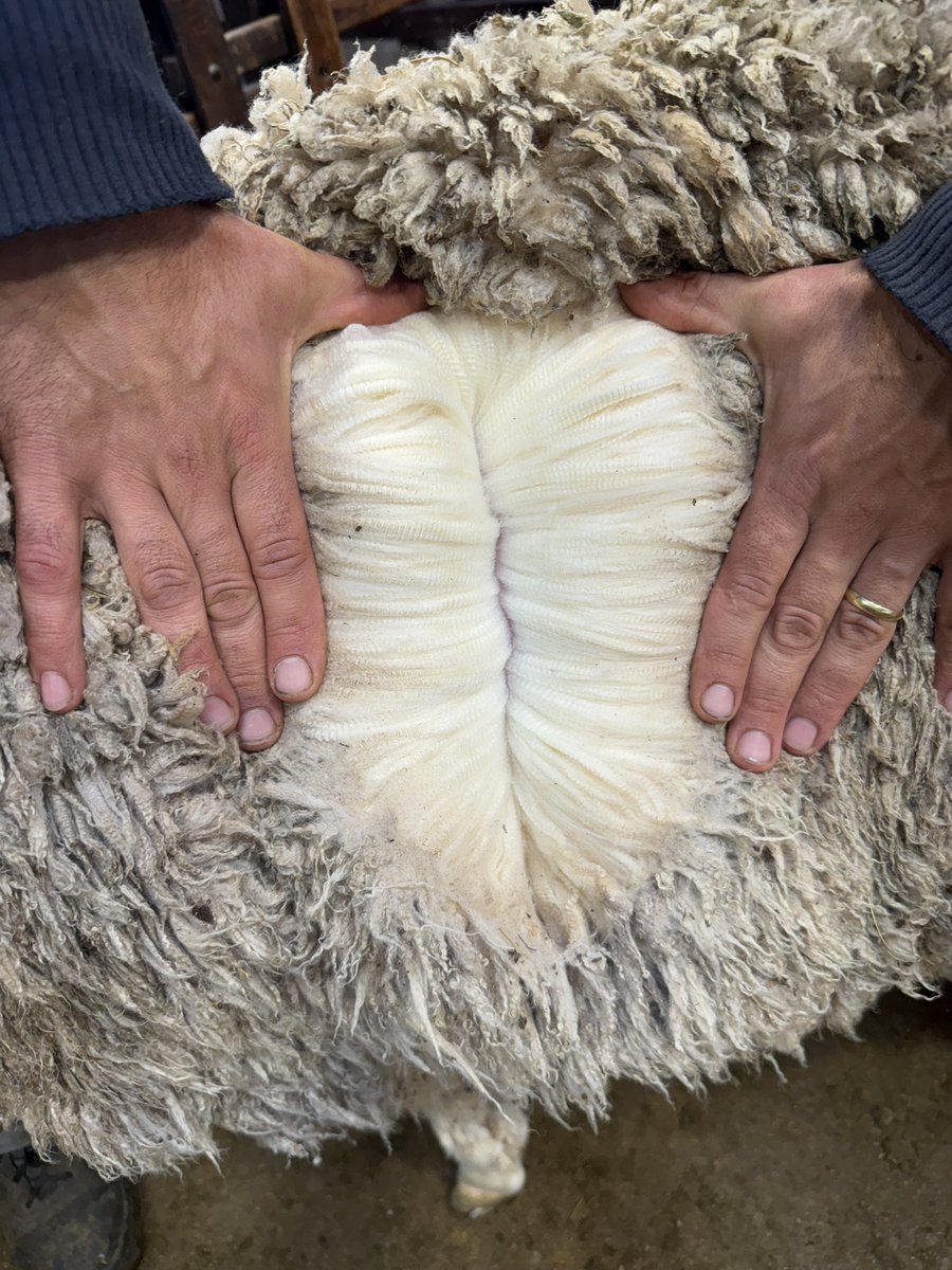 Clasificación visual