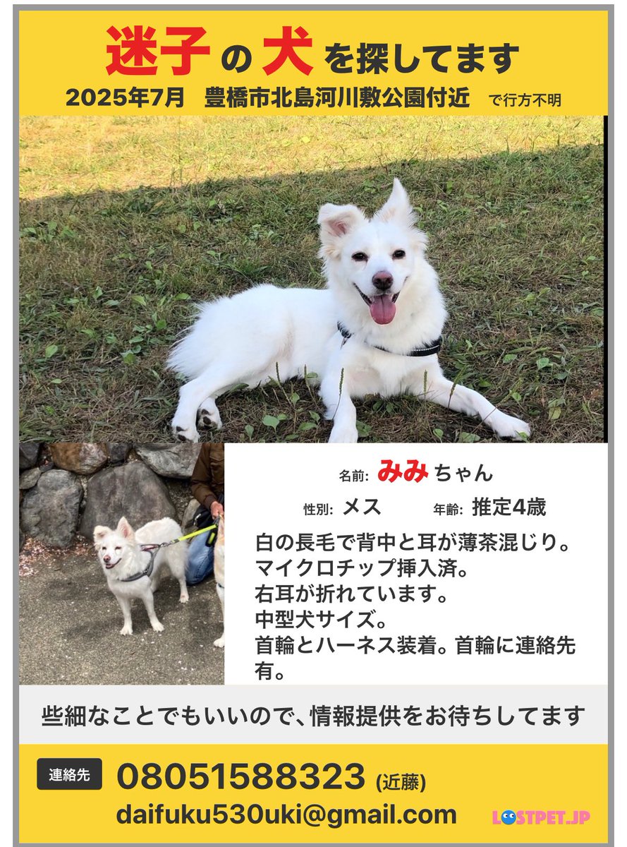 みみがいなくなって2ヶ月が経ちました。
高洲町の雑木林での足跡を頼りに捜索を続けています。
三ツ相町水神社付近や北島方面に戻っている可能性もあります。
見かけた方は飼い主か警察まで連絡お願いします。
豊橋警察署0532-54-0110

#迷子犬 #豊橋市　#愛知県　#拡散希望