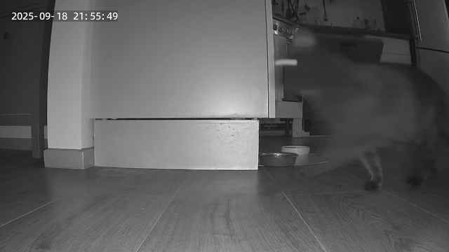 Купили кормушку для кошки с камерой и моушн сенсором. Теперь такие сообщения приходят 😃