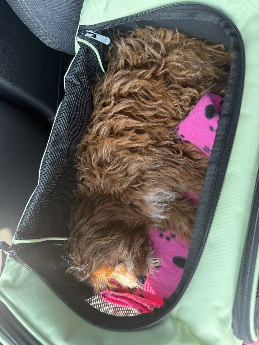 Sunshine ☀️ tweet media