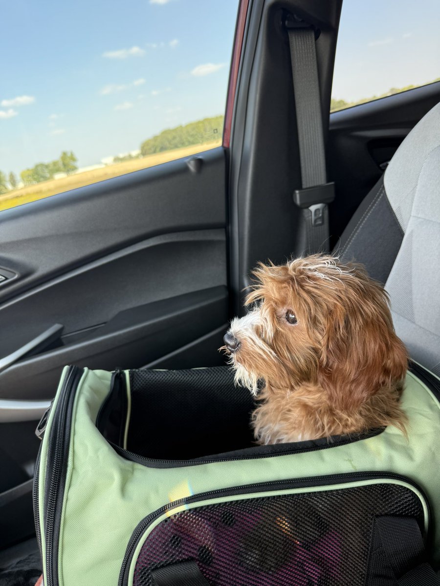 Sunshine ☀️ tweet media