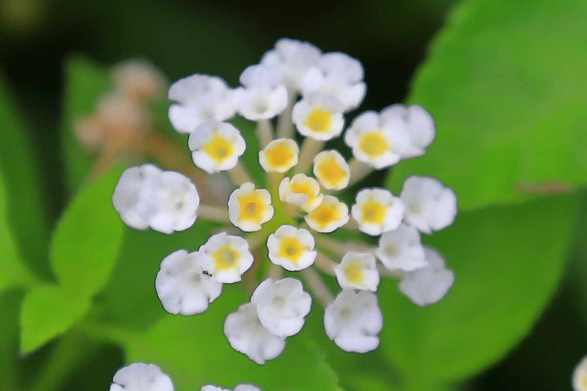 FortuneLook's tweet image. ランタナ・ムーンホワイト🌕最近有った皆既月食と🌗同じ様に刻々と色が変わる🌼素敵な花です☺️
    #花好きな人と繋がりたい  #花が好きな人と繋がりたい #キリトリセカイ 
#写真好きの人と繋がりたい