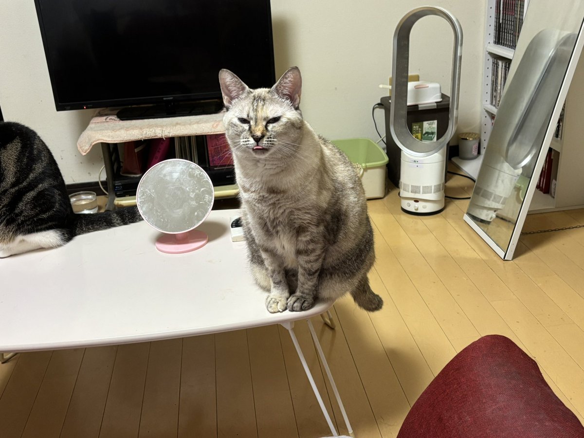 にゃみ マルコ Amazon | [マルゴ] 安全靴 スニーカー ハイカット マンダム