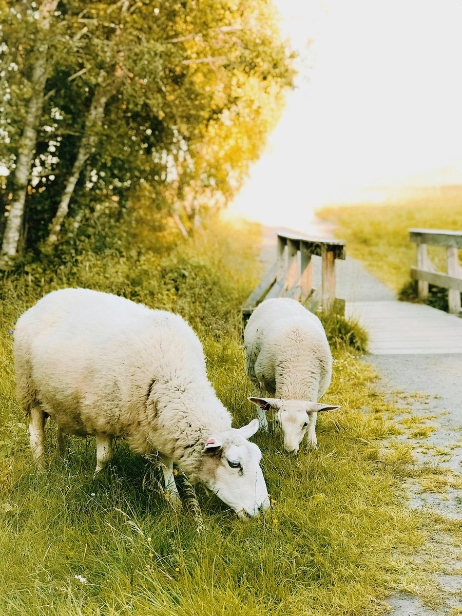 campfirepod777's tweet photo. Thoughts from “A Shepherd Looks at Psalm 23” by Phillip Keller

“…I shall not be in want.”

In Christ we should not need or crave anything more than him. This is deeper than material blessings. Our good shepherd wants to fence us in for our good, not to lead us into disasters from the world or from ourselves.