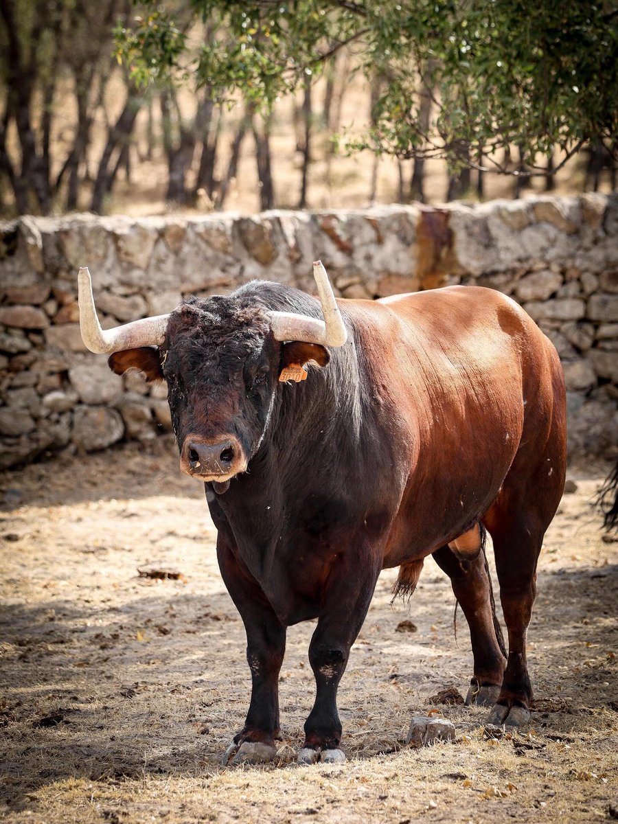 Con una puesta en escena sin precedentes, la ciudad francesa de Nimes celebrará el 150 aniversario de la ópera “Carmen” de Bizet, hoy viernes, 19 de septiembre. 
El ruedo se convertirá en un pasillo lírico excepcional, donde arte, música y toreo se fundirán en una experiencia