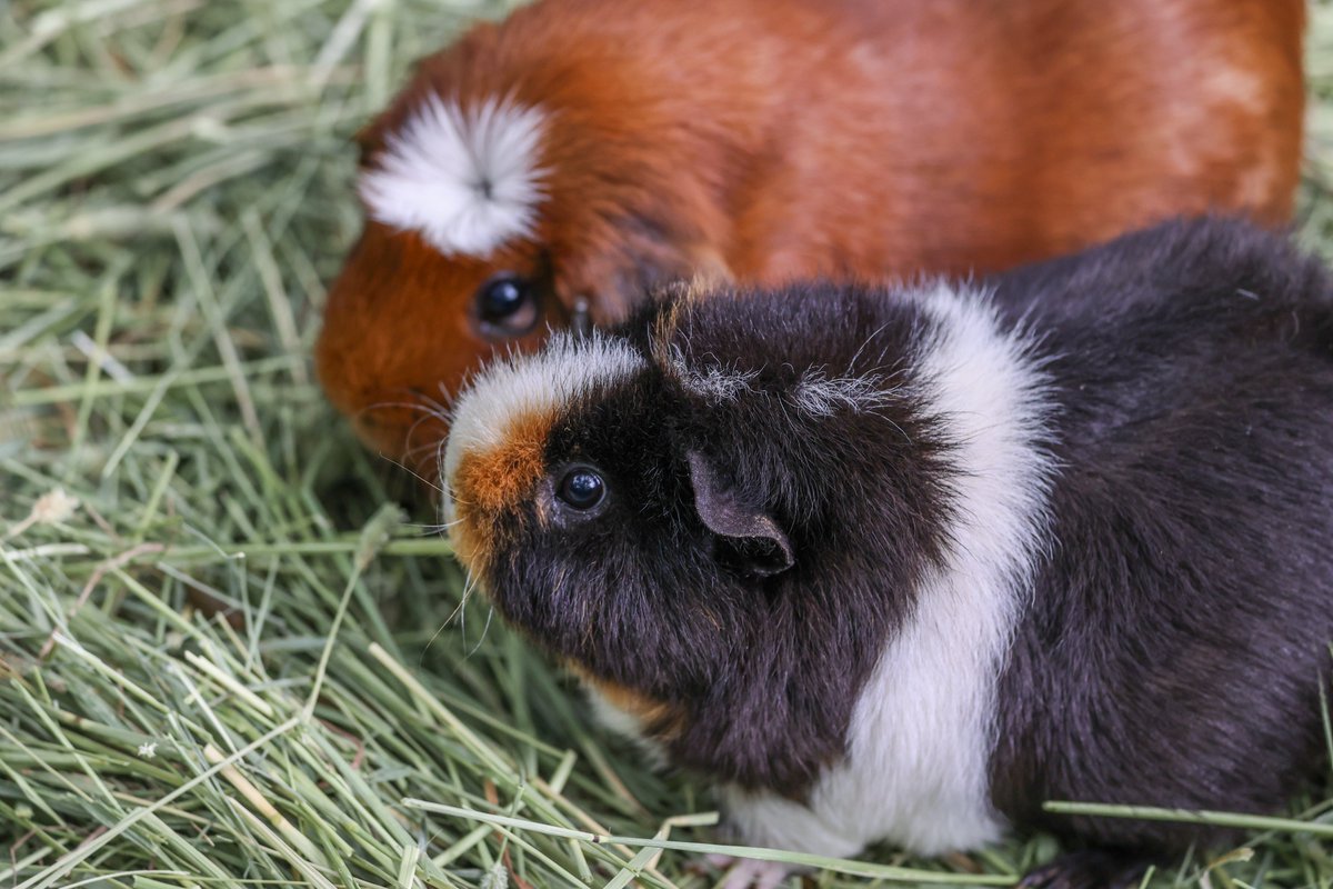 nashzoovet's tweet image. #VeterinaryTerminology of the Day
Agouti, named after animal of the same name, is the appearance of a mottled coat color in rodents characterized by fur with bands of different colors. It is a highly recognized characteristic in many animals including guinea pigs!
#NashvilleZoo