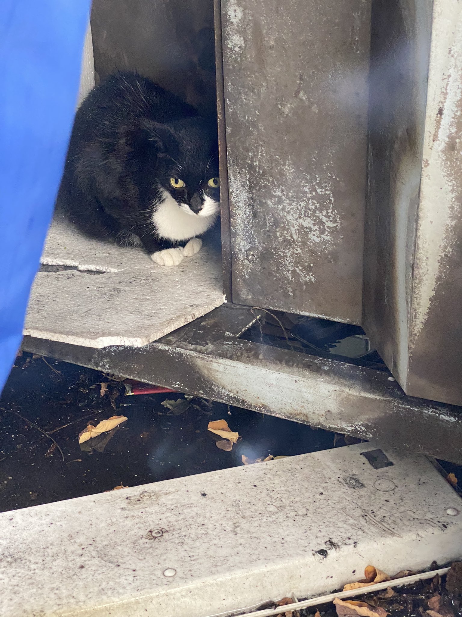 にゃん太郎 (@nyannyan__taro) / X