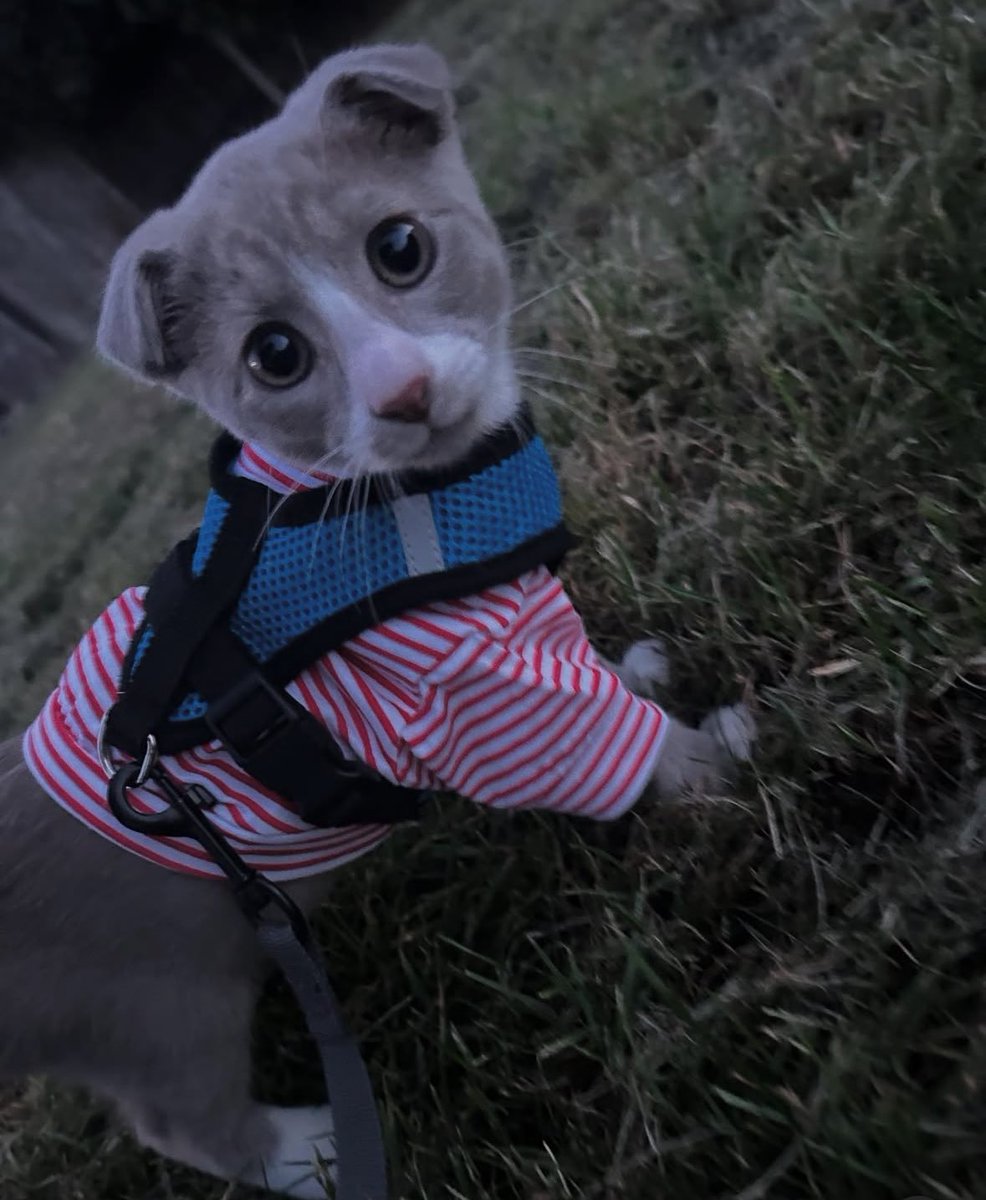 🦷🪰 (@kittycatjumping) on Twitter photo 