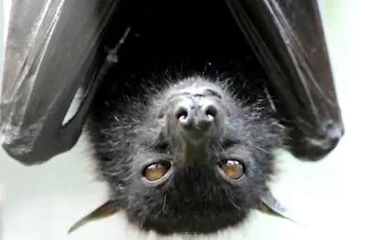 bactiman63's tweet image. #Nipah virus in #Bangladesh: WHO provides additional info    #Dhaka open.substack.com/pub/outbreakneโฆ