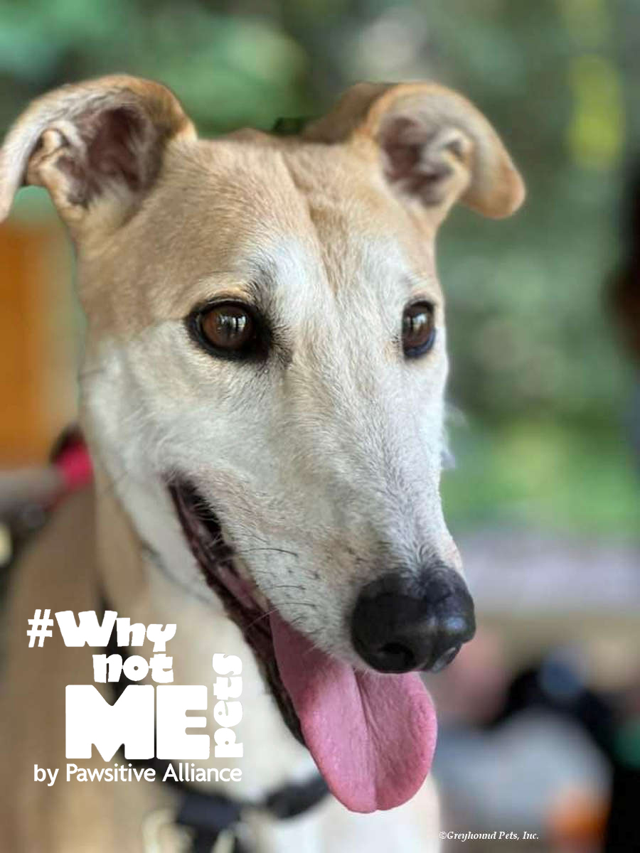 GPIGreyhounds's tweet photo. Sweet and playful Pandora is this week's star in Warm106.9's Wet Nose Wednesday campaign highlighting adoptable pets!
Four-year old Pandora is in our #WhyNotMePets campaign as she has been searching for a loving home for over 2 years. Let's help her get some attention today! /1 https://t.co/5hWVYeK8RP