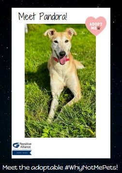 GPIGreyhounds's tweet photo. Sweet and playful Pandora is this week's star in Warm106.9's Wet Nose Wednesday campaign highlighting adoptable pets!
Four-year old Pandora is in our #WhyNotMePets campaign as she has been searching for a loving home for over 2 years. Let's help her get some attention today! /1 https://t.co/5hWVYeK8RP