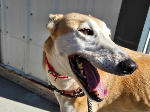 GPIGreyhounds's tweet photo. Sweet and playful Pandora is this week's star in Warm106.9's Wet Nose Wednesday campaign highlighting adoptable pets!
Four-year old Pandora is in our #WhyNotMePets campaign as she has been searching for a loving home for over 2 years. Let's help her get some attention today! /1 https://t.co/5hWVYeK8RP
