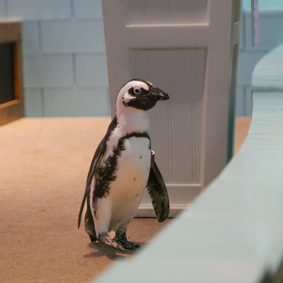 Calling all penguin lovers! 🐧 

At our Penguin Party Wild Encounter, you’ll waddle into a once-in-a-lifetime experience - meet an African penguin up close, hear fun facts from Aquarium experts, and snap unforgettable memories: bit.ly/46jQFZp