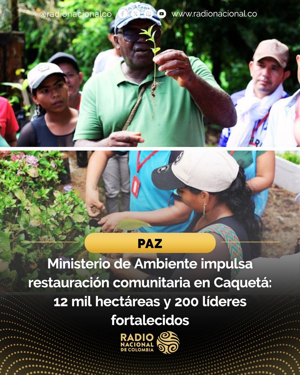 RadNalCo's tweet photo. 🌱🇨🇴 El @MinAmbienteCo y el @InstitutoSINCHI lideran la restauración de 12 mil hectáreas en Caquetá. La iniciativa “Restauración Comunitaria de la Conectividad Andino-Amazónica” busca enfrentar el cambio climático, proteger la biodiversidad

Detalles📲🔗 https://t.co/zc3nvUzia2 https://t.co/bMugOnvnuL