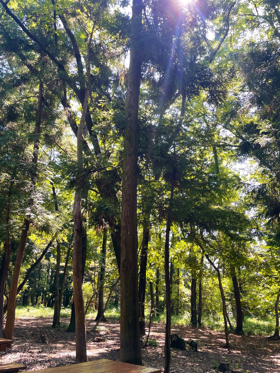 pooo0104's tweet photo. 🌳🪾🍖 https://t.co/KO0Lm4OZoq