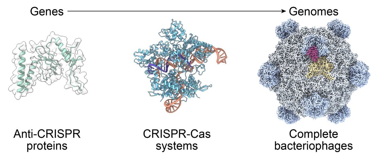 kimmonismus's tweet image. &quot;How We Built the First AI-Generated Genomes&quot;

Researchers at the Arc Institute have used AI to create the first completely artificial virus blueprint. More specifically, they created a bacteriophage, which is a virus that attacks bacteria. Normally, known phages from nature are…