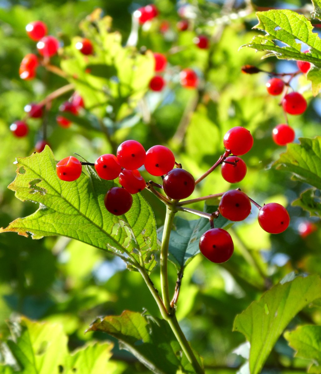 beatricegroves1's tweet image. The luscious berries of guelder rose glowing in the sunshine❤️🌹❤️
These bushes are an ancient woodland indicator &amp;amp; are growing here in Bagley Wood, near #Oxford🌹
