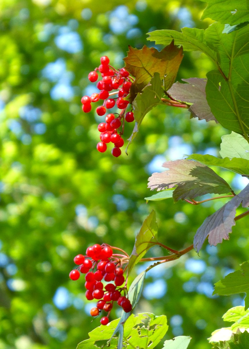 beatricegroves1's tweet image. The luscious berries of guelder rose glowing in the sunshine❤️🌹❤️
These bushes are an ancient woodland indicator &amp;amp; are growing here in Bagley Wood, near #Oxford🌹