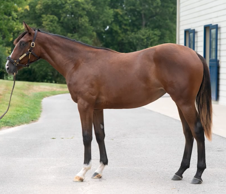 🗣️ $1⃣3⃣5⃣,0⃣0⃣0⃣ for a yearling sired by first-crop sire #SpeakersCorner!

👉 Consigned by <a href="/HiddenBrookKy/">Hidden Brook Farm</a>, agt., the filly is out of a full to Black Type winner Dance d'Oro, by #MedagliadOro. Purchased by Taproot, agt., for Brad Smith.

🫵 Congrats to breeder <a href="/BonneChanceFarm/">Bonne Chance Farm</a>,