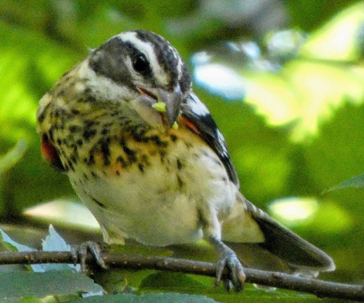 Ileen aka fifth year bird watcher (@theaterlover1) on Twitter photo Coy rose breasted grosbeak Thursday in <a href="/CentralParkNYC/">Central Park</a> #BirdTwitter #BirdsSeenIn2025 #birdcpp Coy rose breasted grosbeak Thursday in <a href="/CentralParkNYC/">Central Park</a> #BirdTwitter #BirdsSeenIn2025 #birdcpp