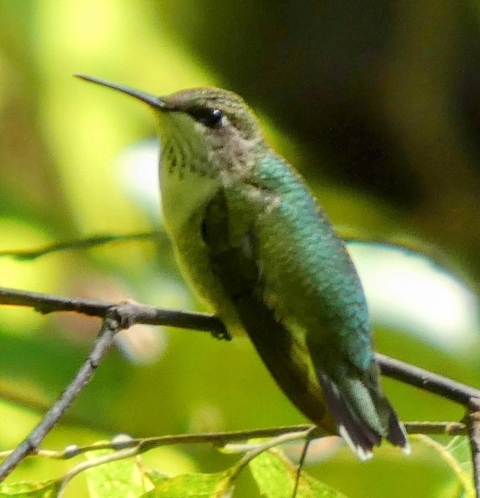 Ileen aka fifth year bird watcher (@theaterlover1) on Twitter photo Ruby throated hummingbirds Thursday in <a href="/CentralParkNYC/">Central Park</a> #BirdTwitter #BirdsSeenIn2025 #birdcpp Ruby throated hummingbirds Thursday in <a href="/CentralParkNYC/">Central Park</a> #BirdTwitter #BirdsSeenIn2025 #birdcpp