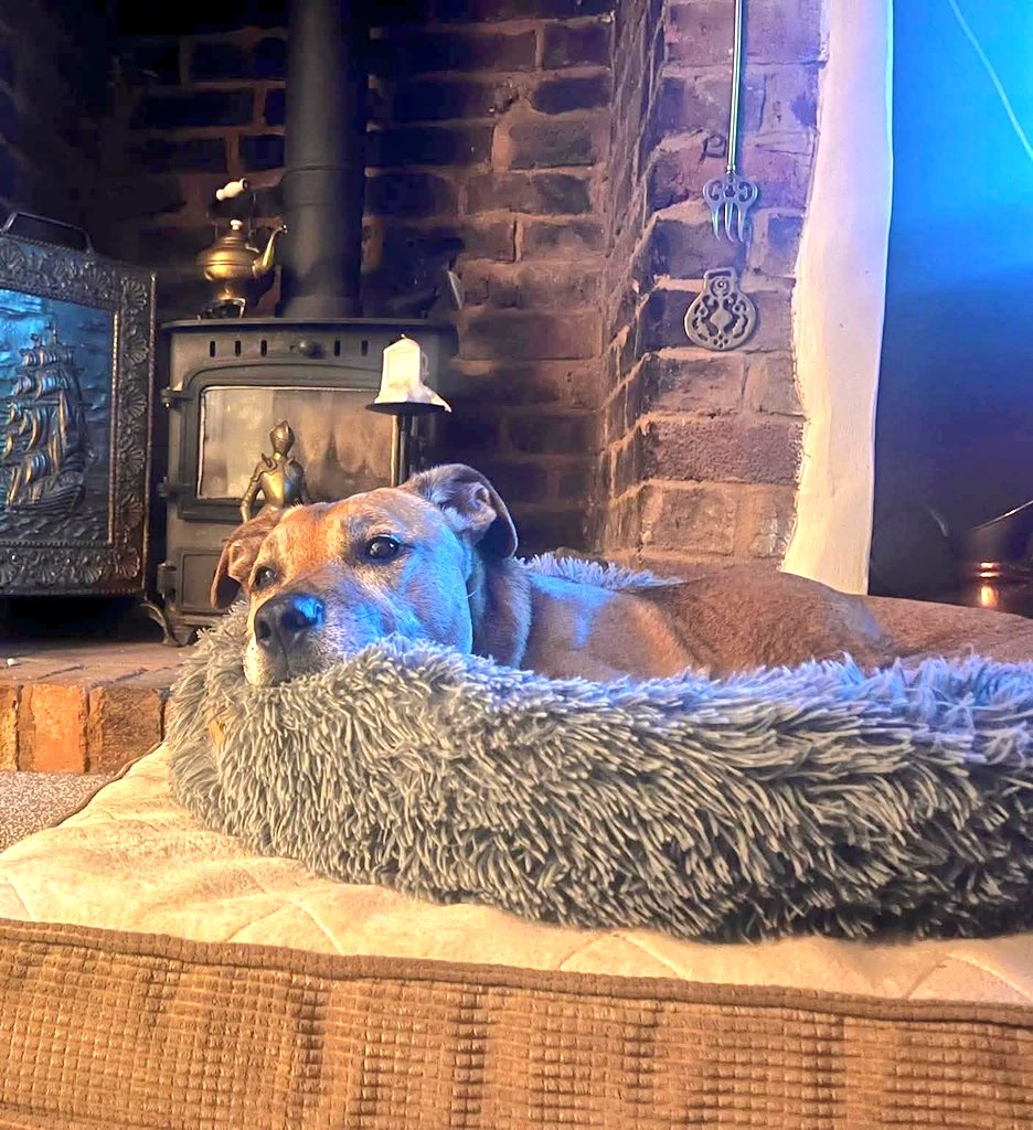 SeniorStaffy's tweet photo. Buddy 2 Beds here to say night.
As you can see, I got 2 beds &amp; I is snoozy &amp; comfy in front of the fire at frosty's 🥰
2 beds in my own home would be better, so that's what I'll dream of  😴
If you finks you want dis cute snoot in your life, click here ⬇️
https://t.co/fDSuyb6ZPB https://t.co/DqsUFa7HtX