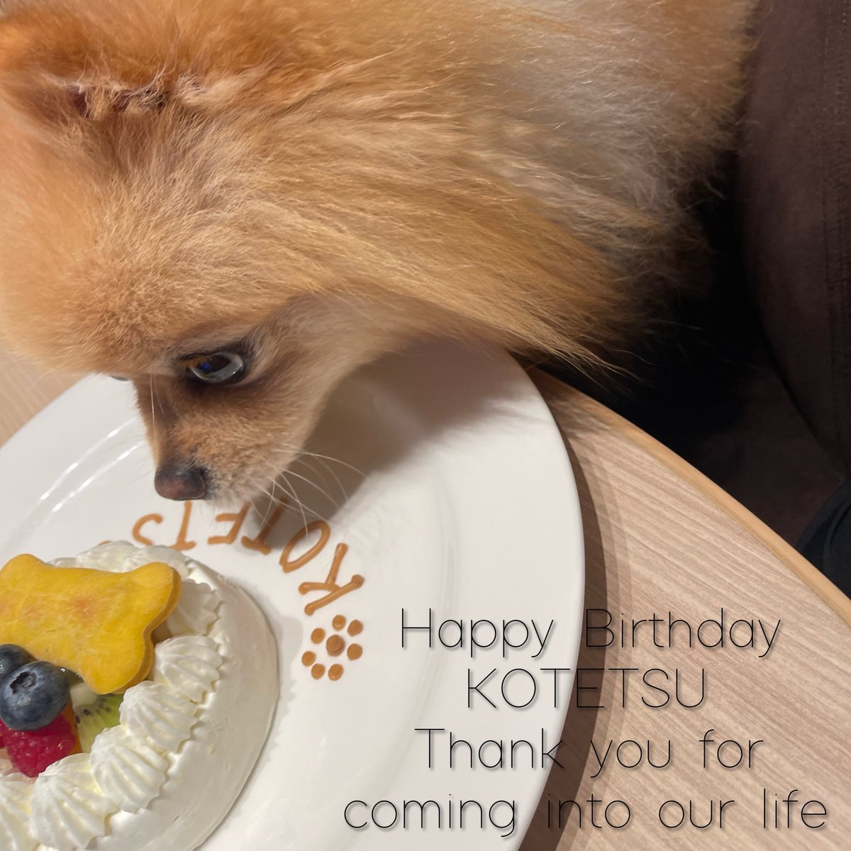 kotetsu_pom's tweet photo. 大好きなてつおっち🌼お誕生日おめでとう！
生まれてきてくれてありがとう🩷これからもたくさん楽しい思い出作ろうね🌴🫧 https://t.co/j4Faks6lmB