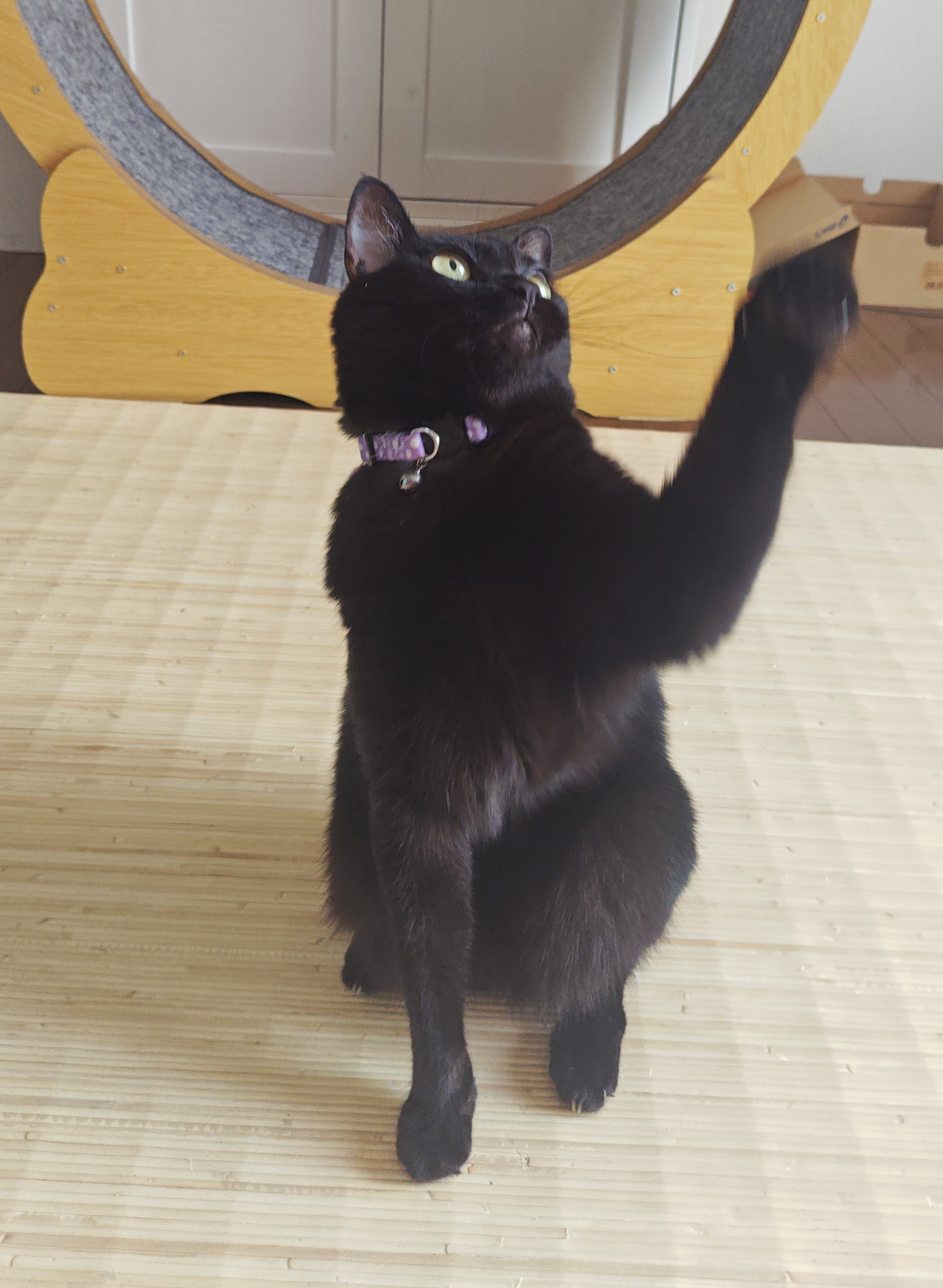 くろ　ねこ　 kuroneko.8901 | 最近早寝早起き🥱 昨夜はクーラーつけたら寒く
