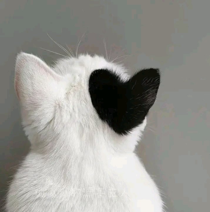 🥰🍁❤️‍🩹