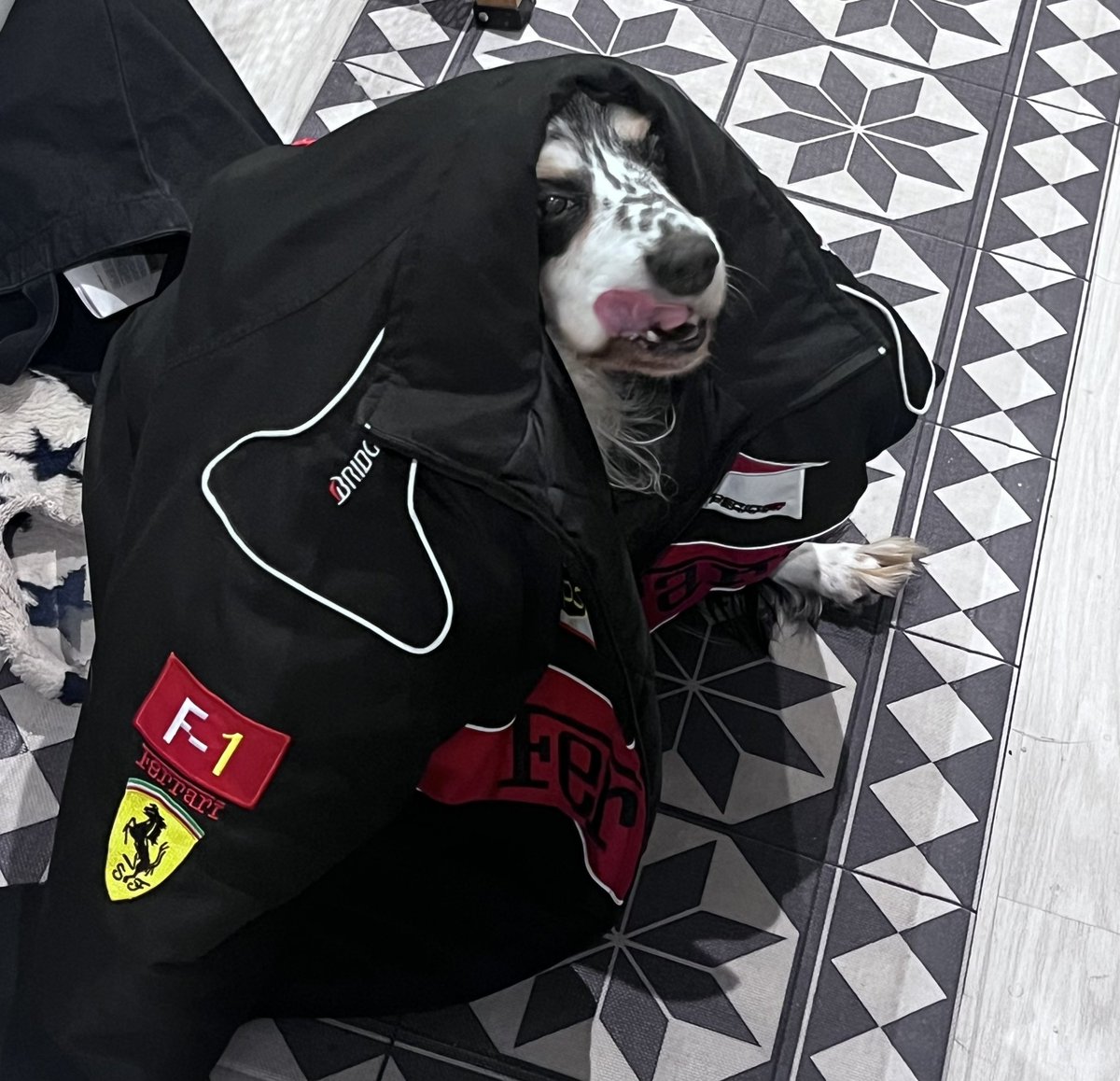 my dog loves lewis hamilton