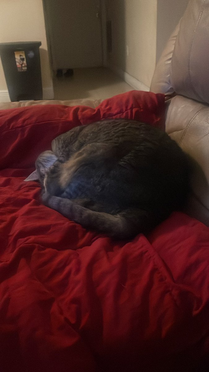 curlyhairedqtt's tweet image. Lookit this ball of fluff!!