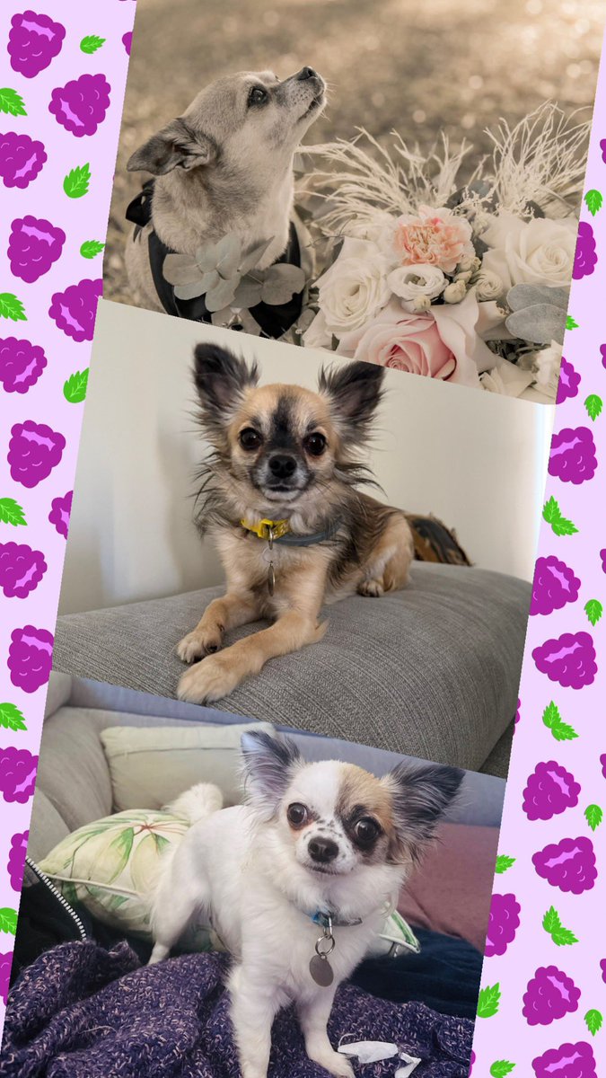 fudgey's tweet image. Dogs are little angels 🥹