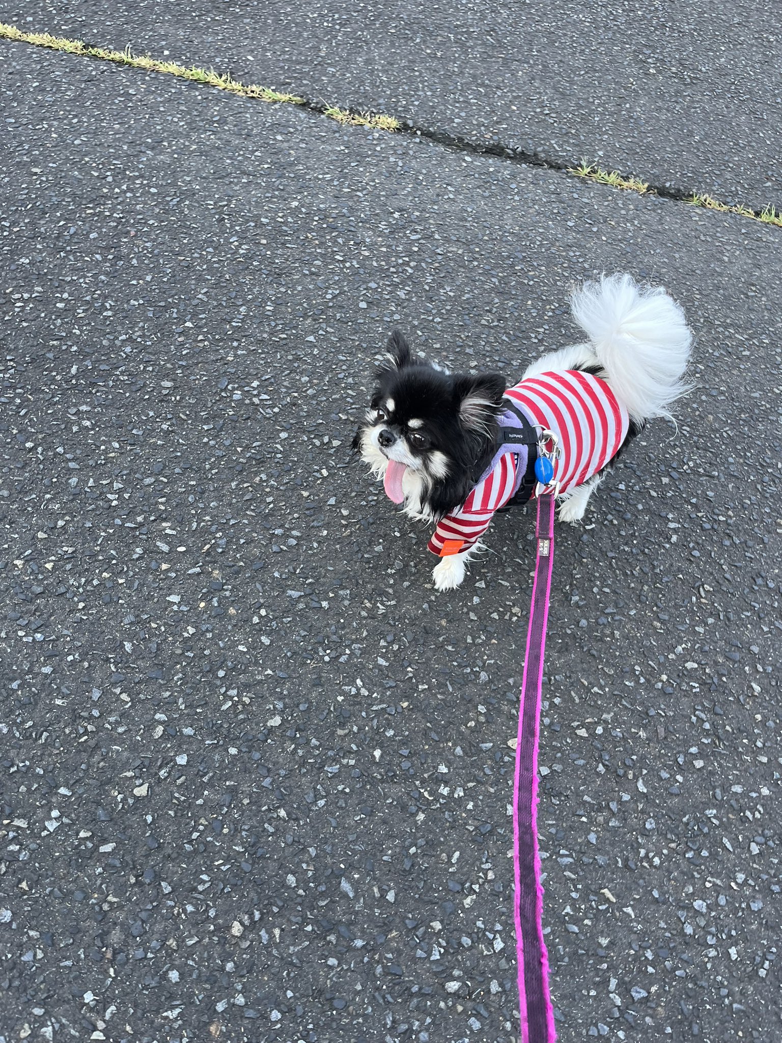 ゆきりんご🍊🌋🇫🇷🐦⚽️🍎🐶 (@yuki_ringo_blue) / X