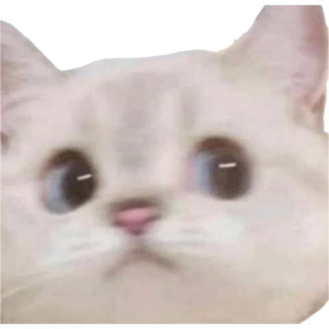 Gatita tweet media