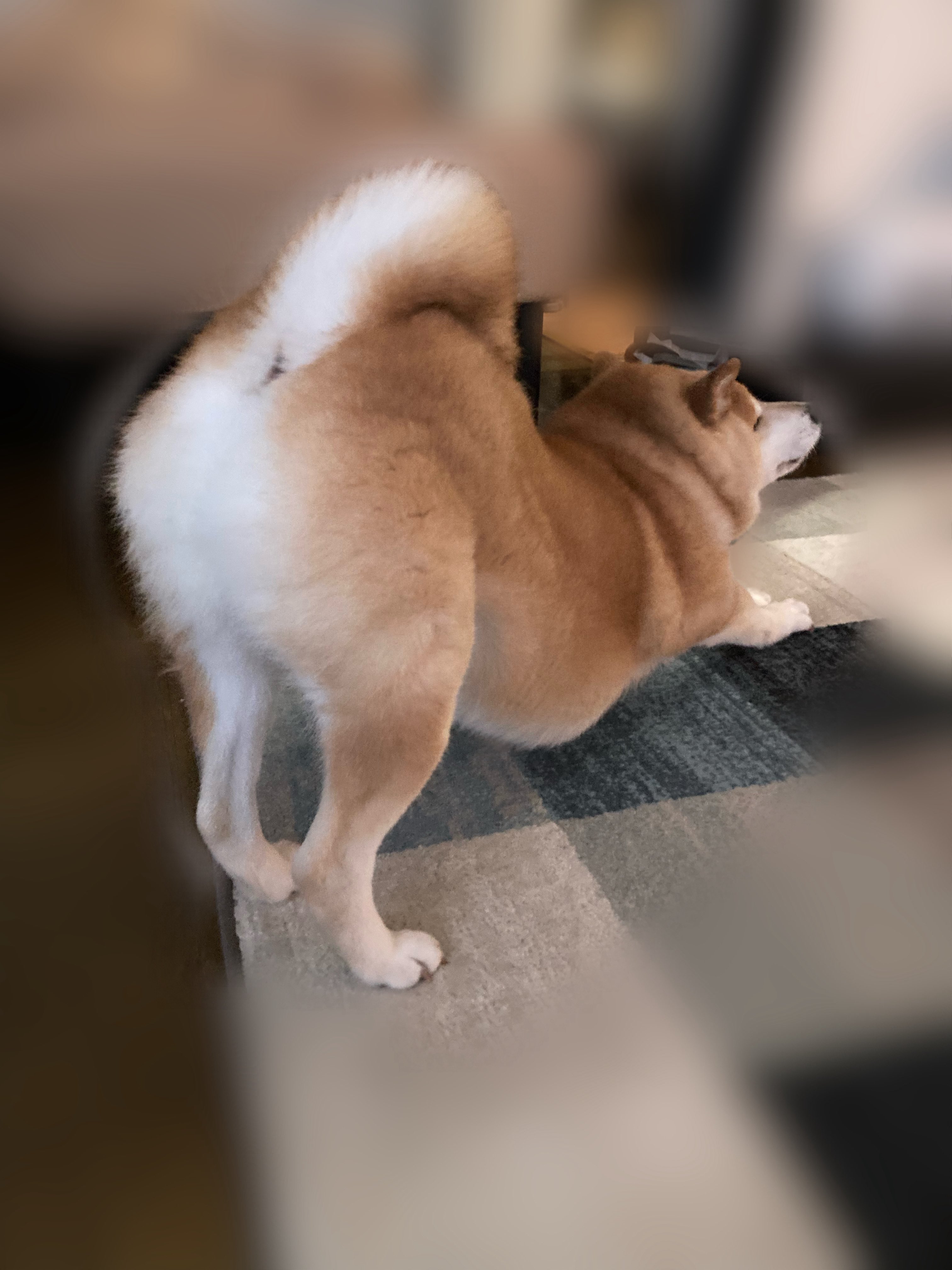 しば犬です。私の汗と涙が染み付いています。 I'm tired of being unemployed] Dad is busy even though he