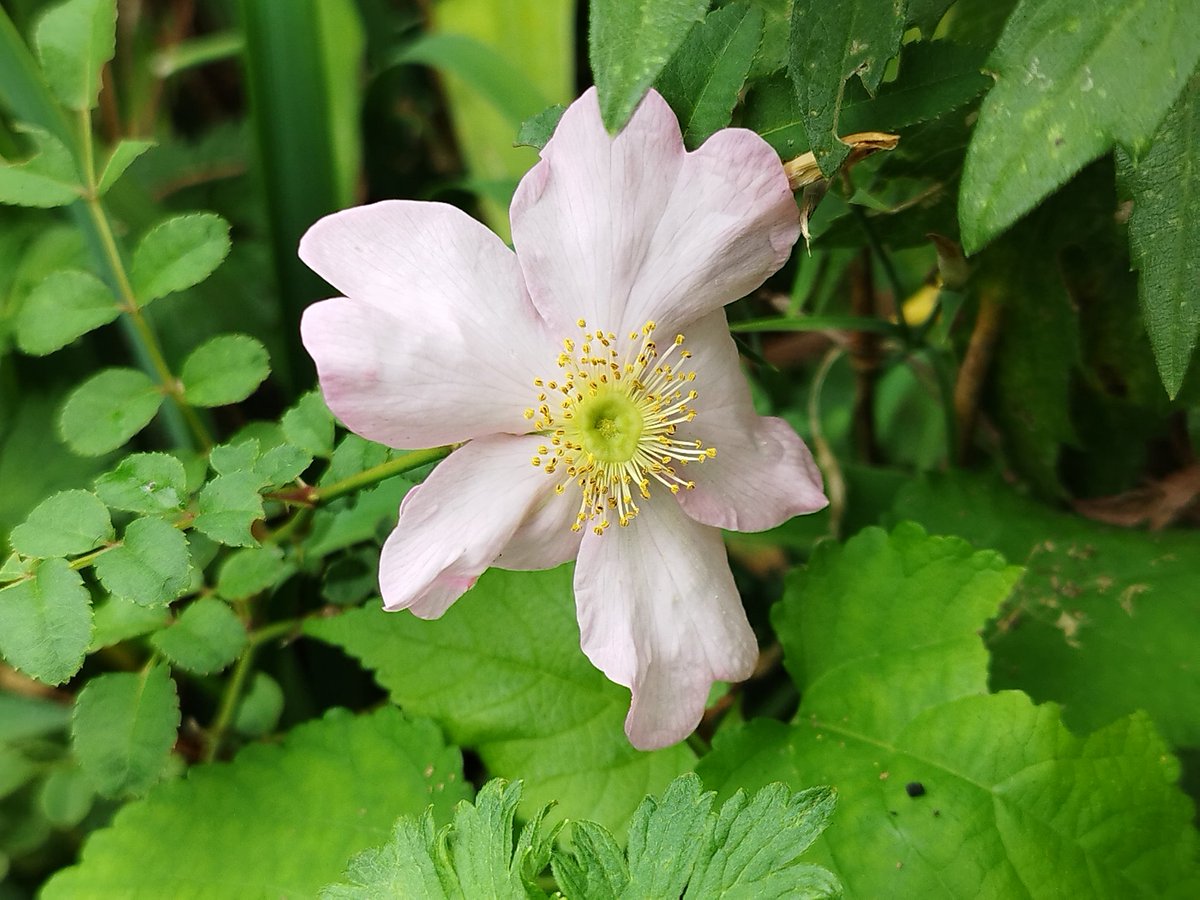 そめ花・薔薇と四季の花たち Amazon.co.jp: 四季の花図鑑 バラの魅力大特集 (TJMOOK