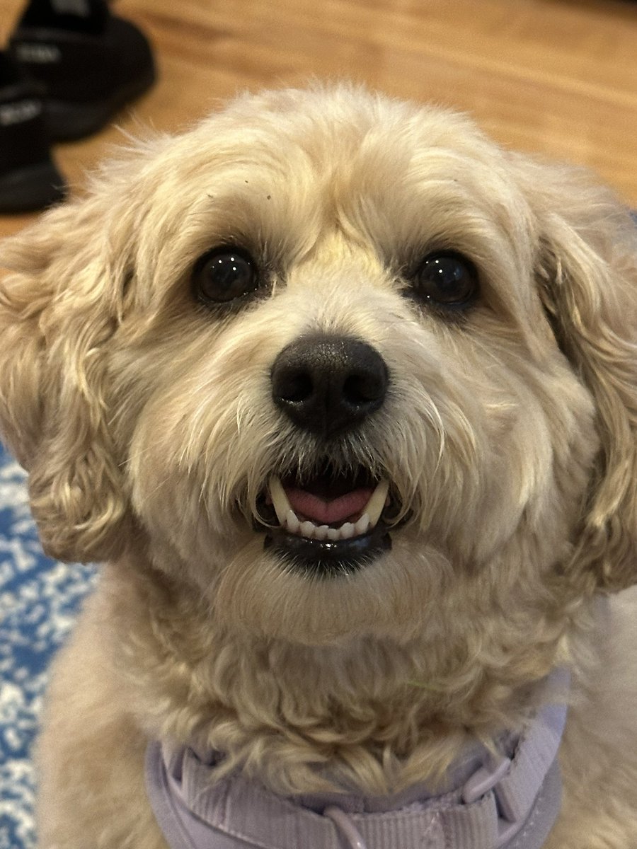 Lemonlush 🍋 tweet media