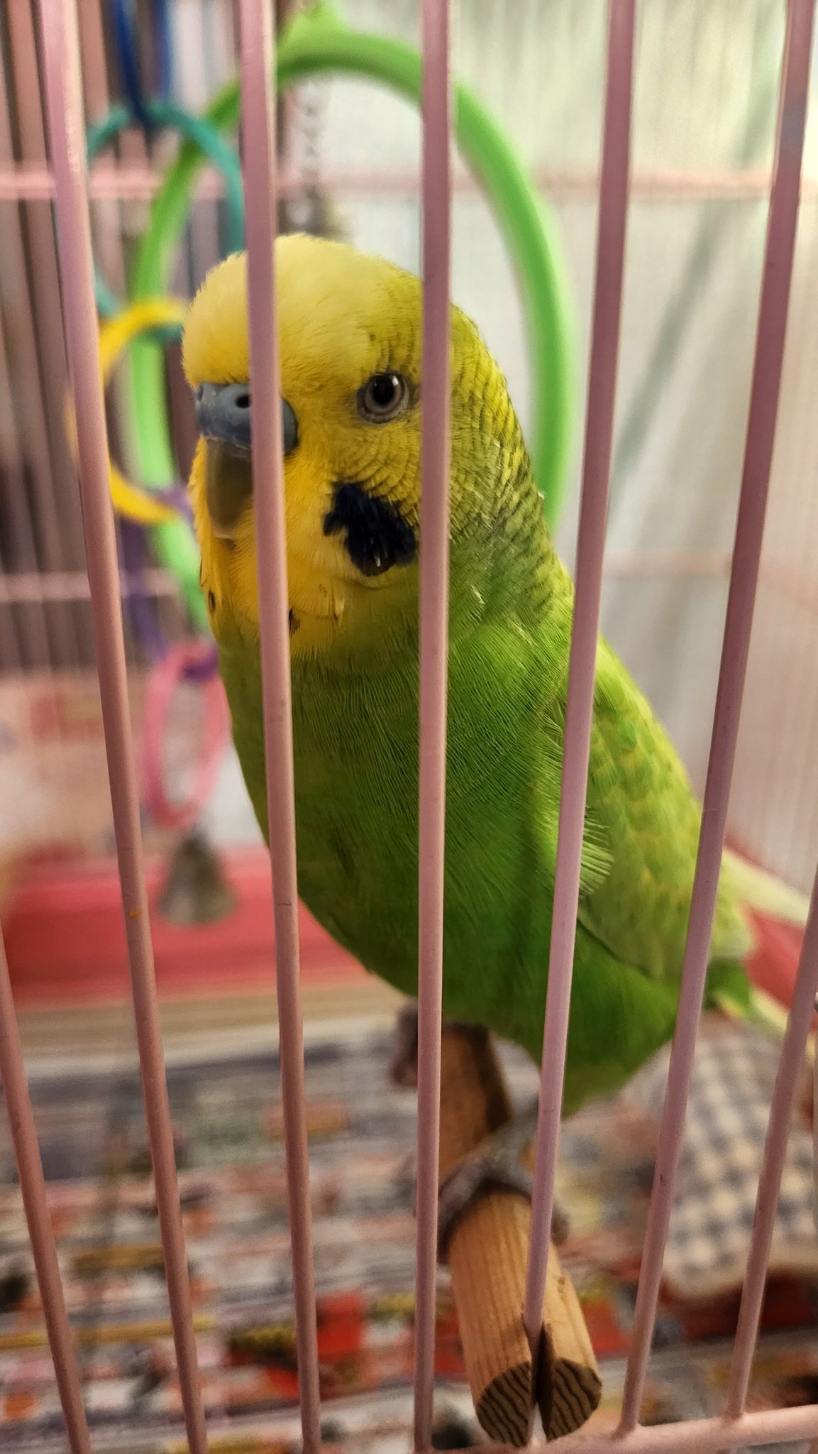 金運インコ 幸運を呼ぶ！金のセキセイインコさん その他置物 slafactory
