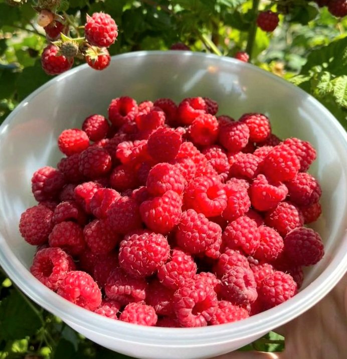 chaiyawat's tweet image. Raspberry DaY
วันราสเบอร์รี่
19 กันยายน 

ราสเบอร์รี่มีสีสันสดใสและรสชาติหวาน จึงเป็นผลไม้ที่มีผู้ชื่นชอบมากมาย
มันเป็นสัญลักษณ์ของบางสิ่งที่สำคัญมาก

วันราสเบอร์รี่ (Raspberry Day)
จัดเพื่อสร้างความตระหนักรู้เกี่ยวกับภาวะทางระบบประสาทที่เรียกว่า
#คาเวอร์โนมา

#RaspberryDaY