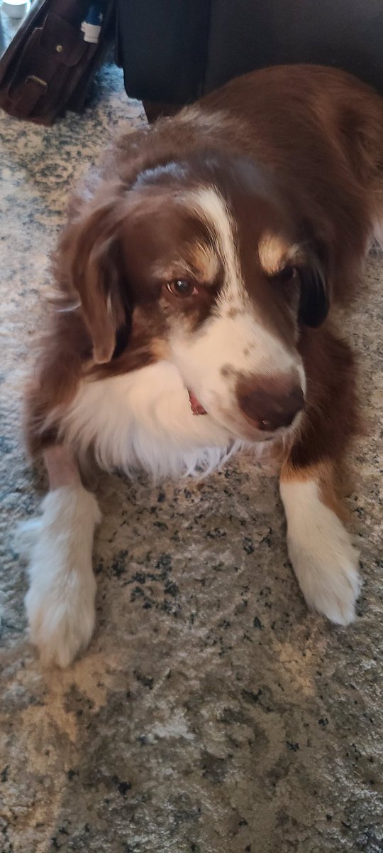 RealStillkill's tweet image. Dog got his balls lopped off and 3 teeth pulled. He is stoned out of his mind. Little guy is communicating directly with God. Buddy is on those demon-whisperer runts.