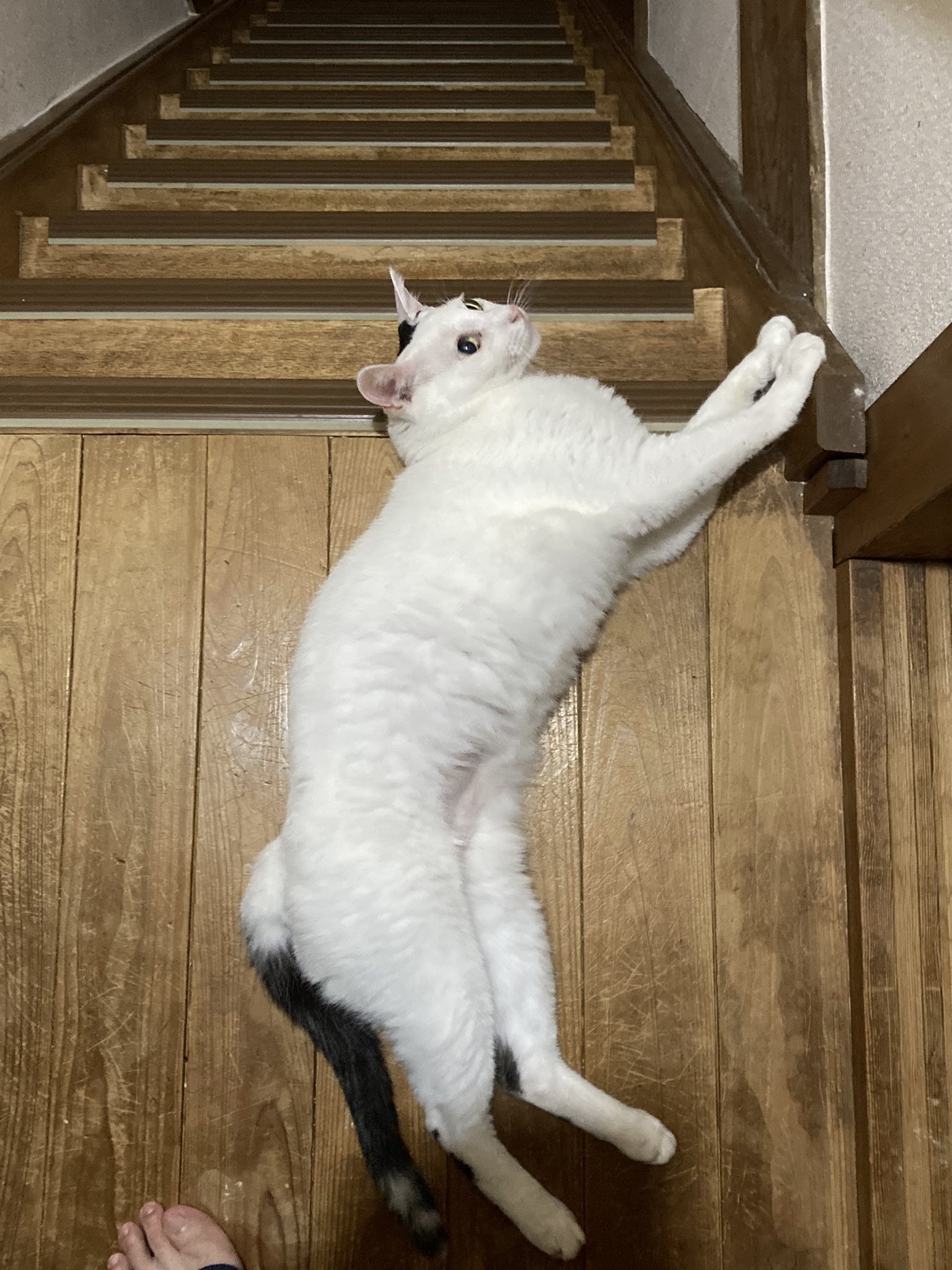 すぎねこ on X: 