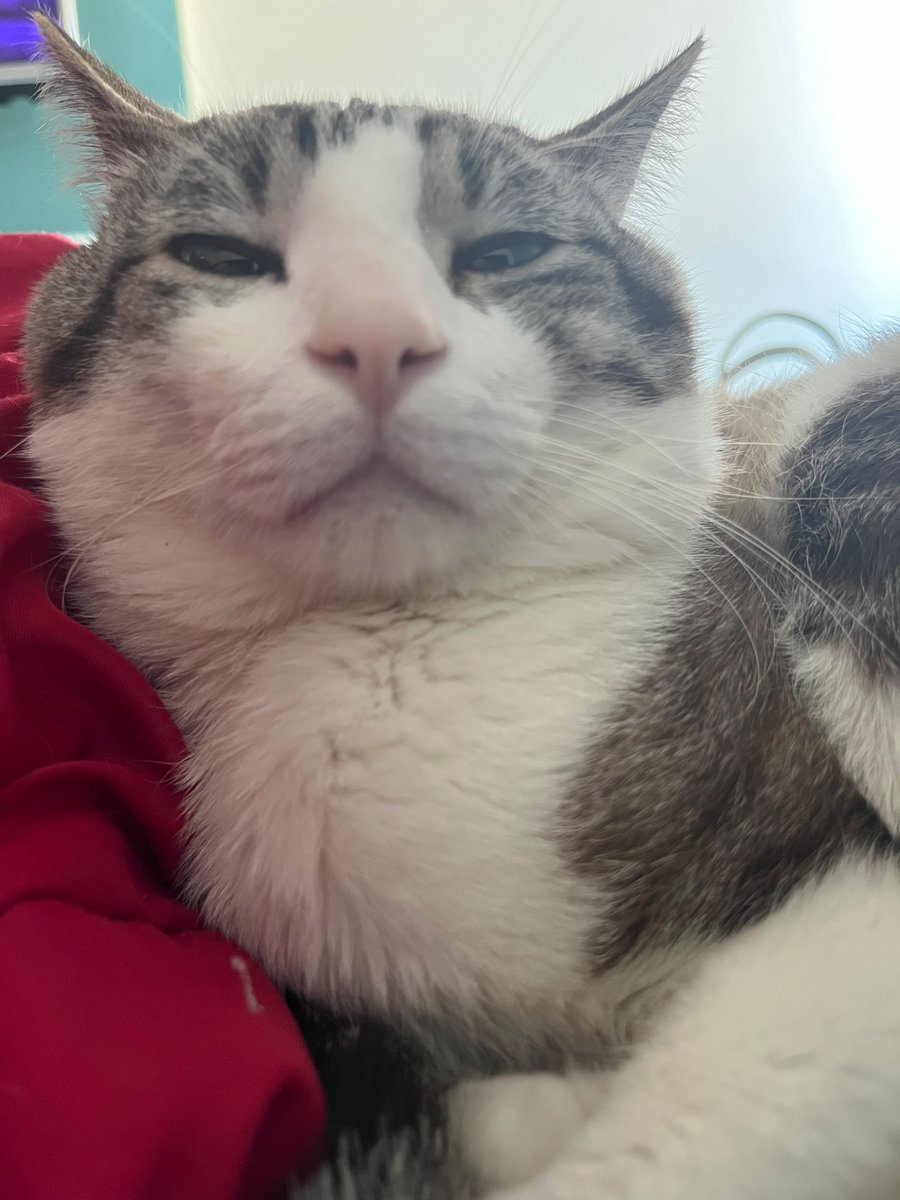 boa noite gatas add todas